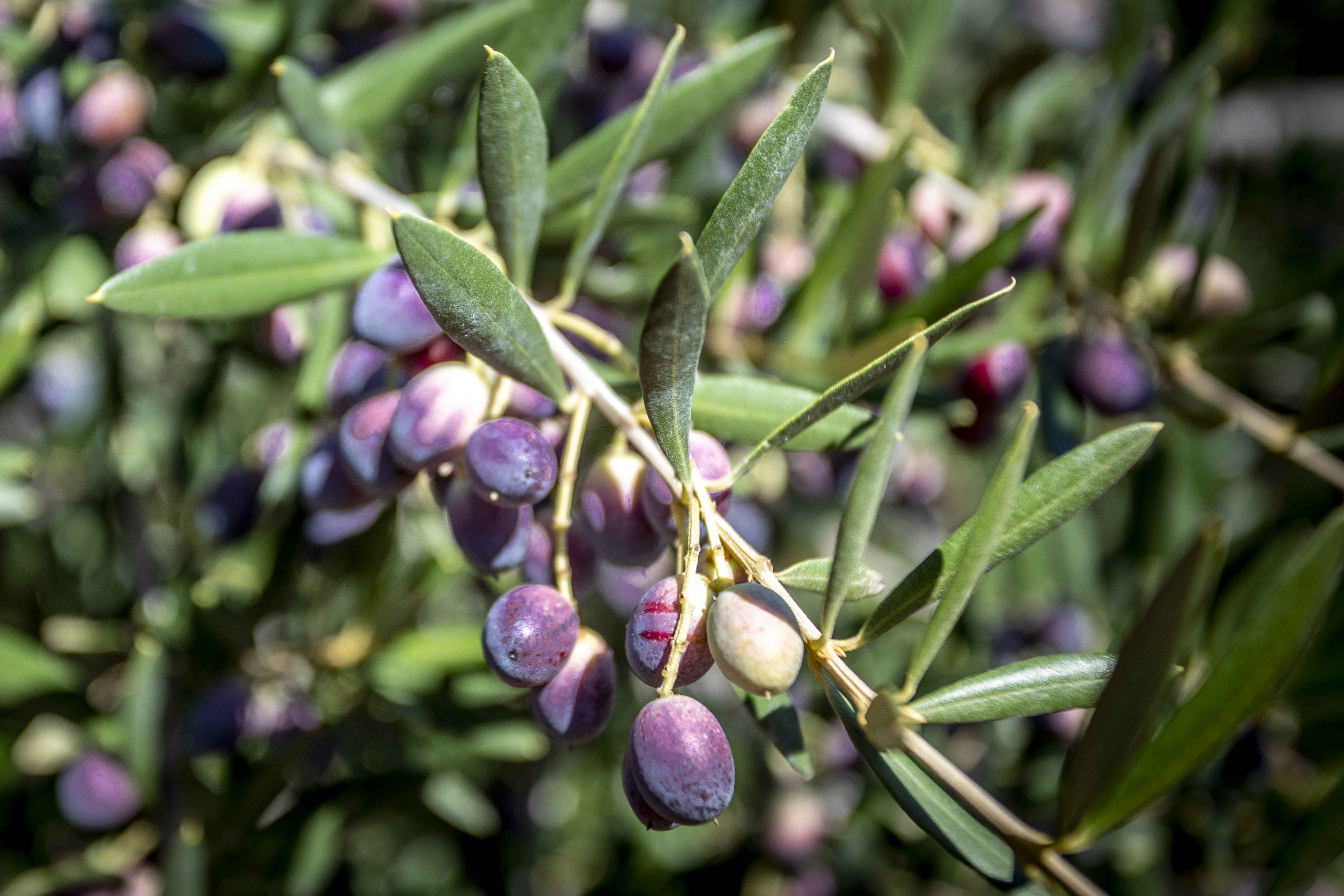 Estudian cómo afectará el cambio climático al cultivo del olivo en el Estudian cómo afectará el cambio climático al cultivo del olivo en el