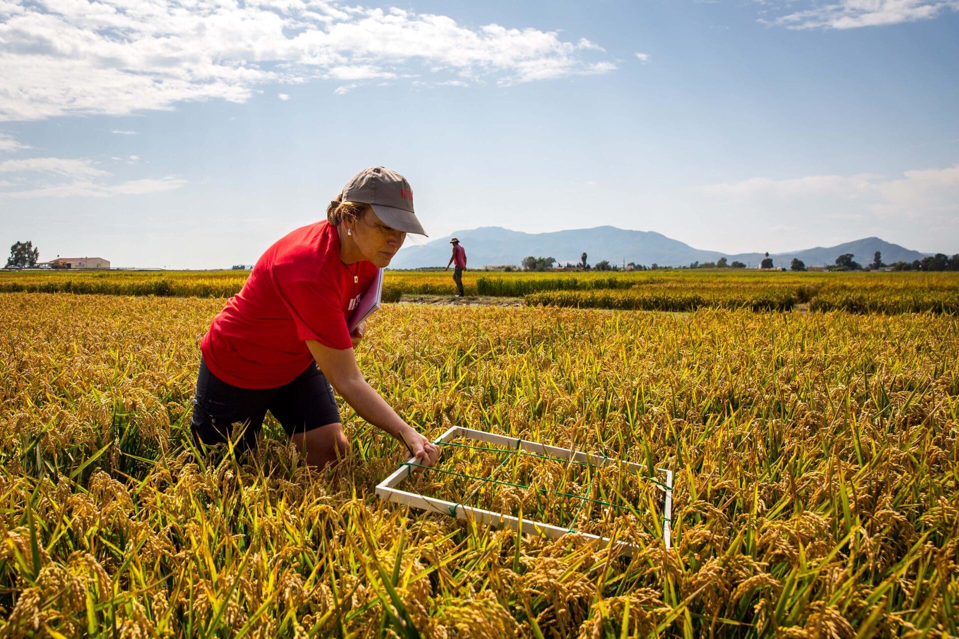 Researcher working in the rice field