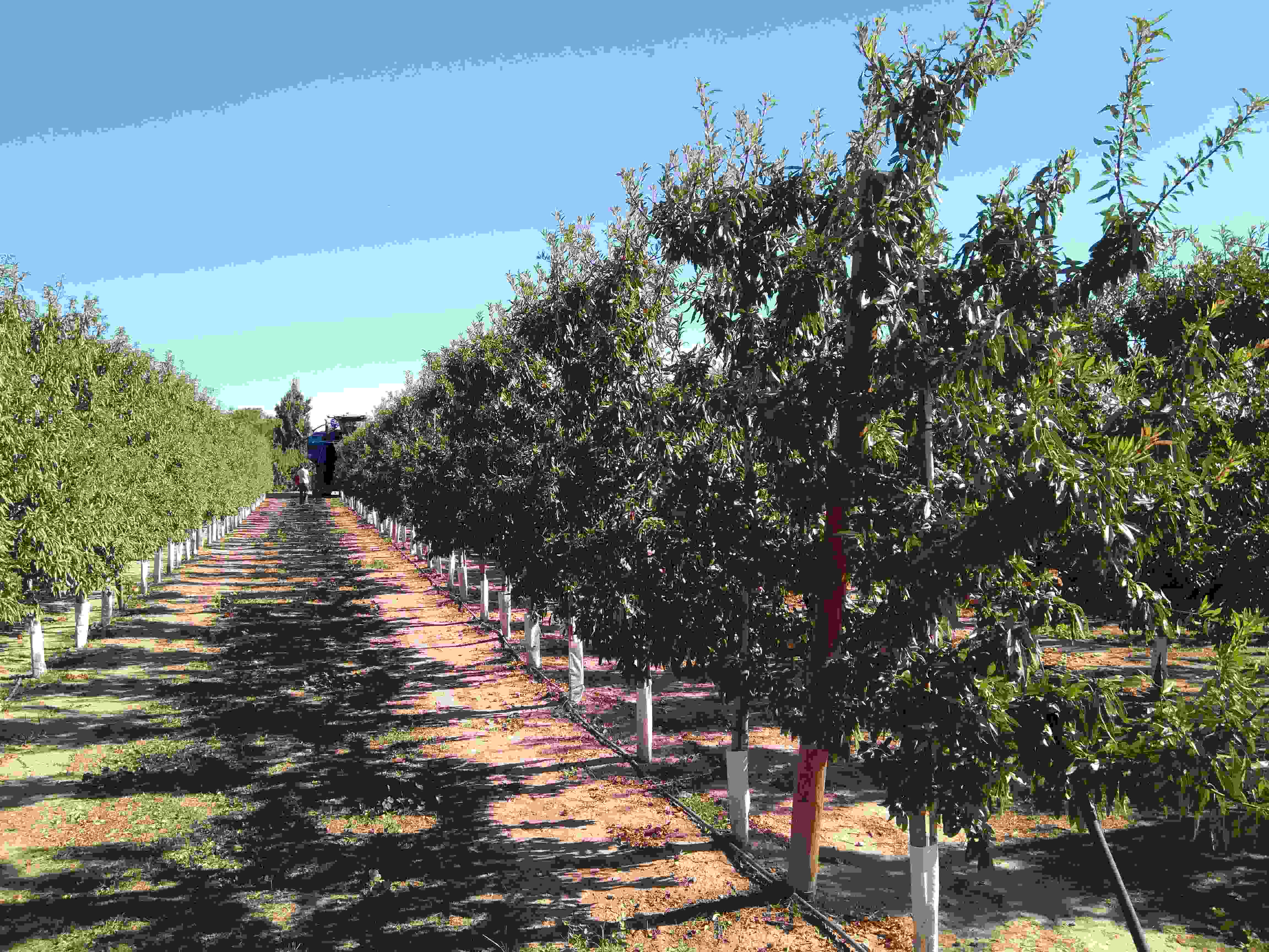 Demonstration project + Almond High density plantations in almond tree