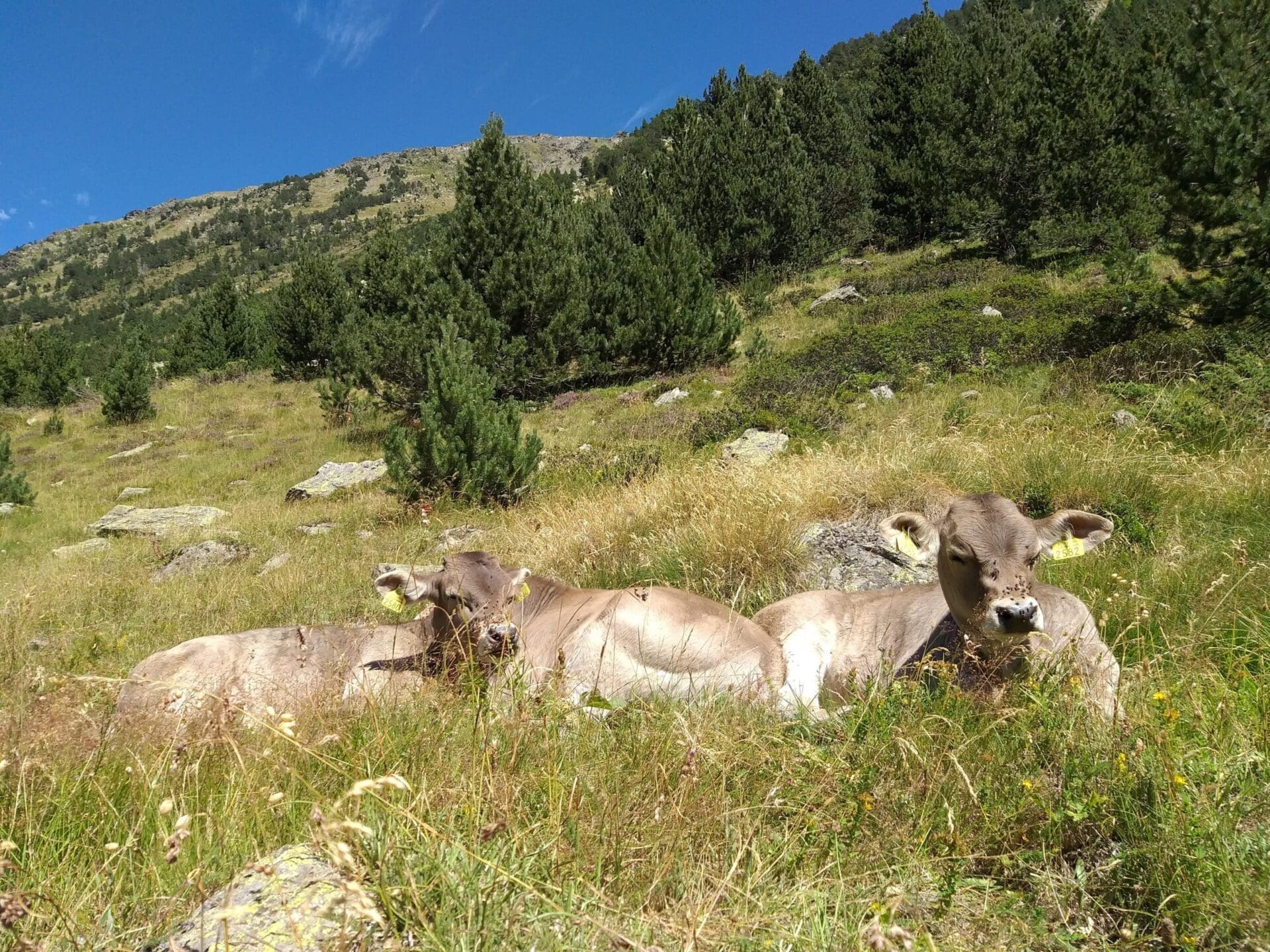Vaques descansant en una muntanya d'Andorra.