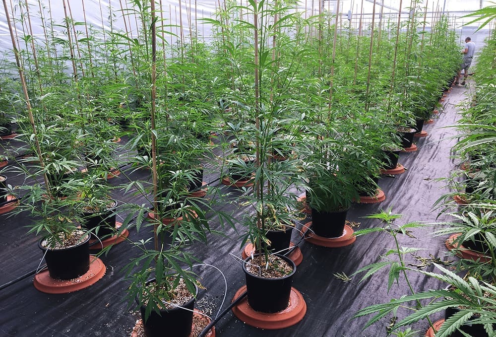 Plantació de plantes de cànnabis