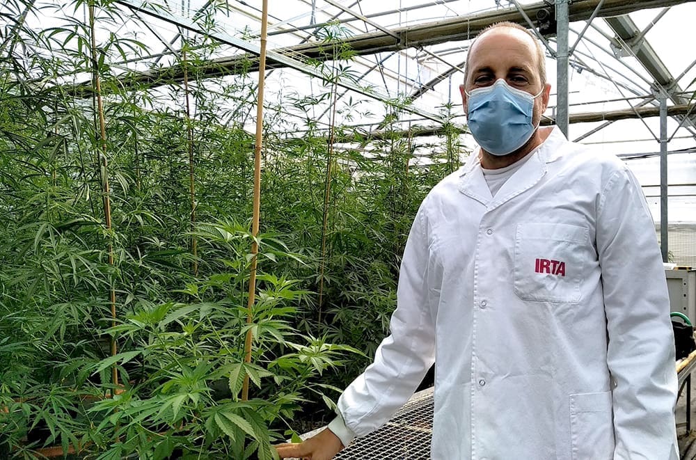L'investigador Jason Argyris davant de la plantació de plantes de Cannabis sativa