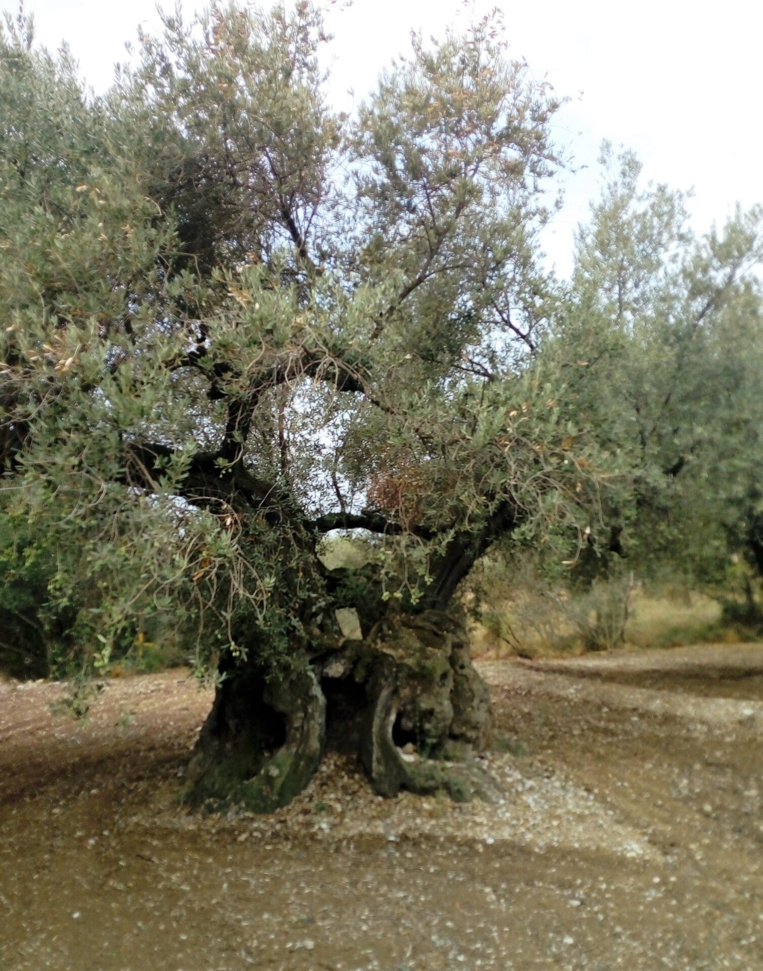 olivera mediterrània
