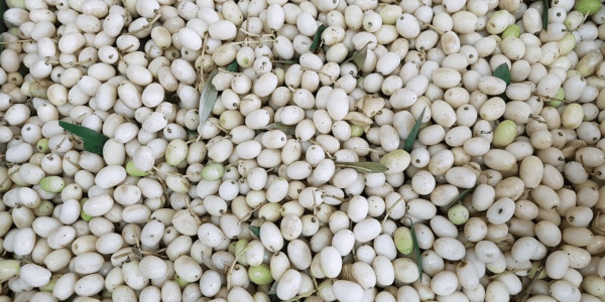 olives albines silvestres