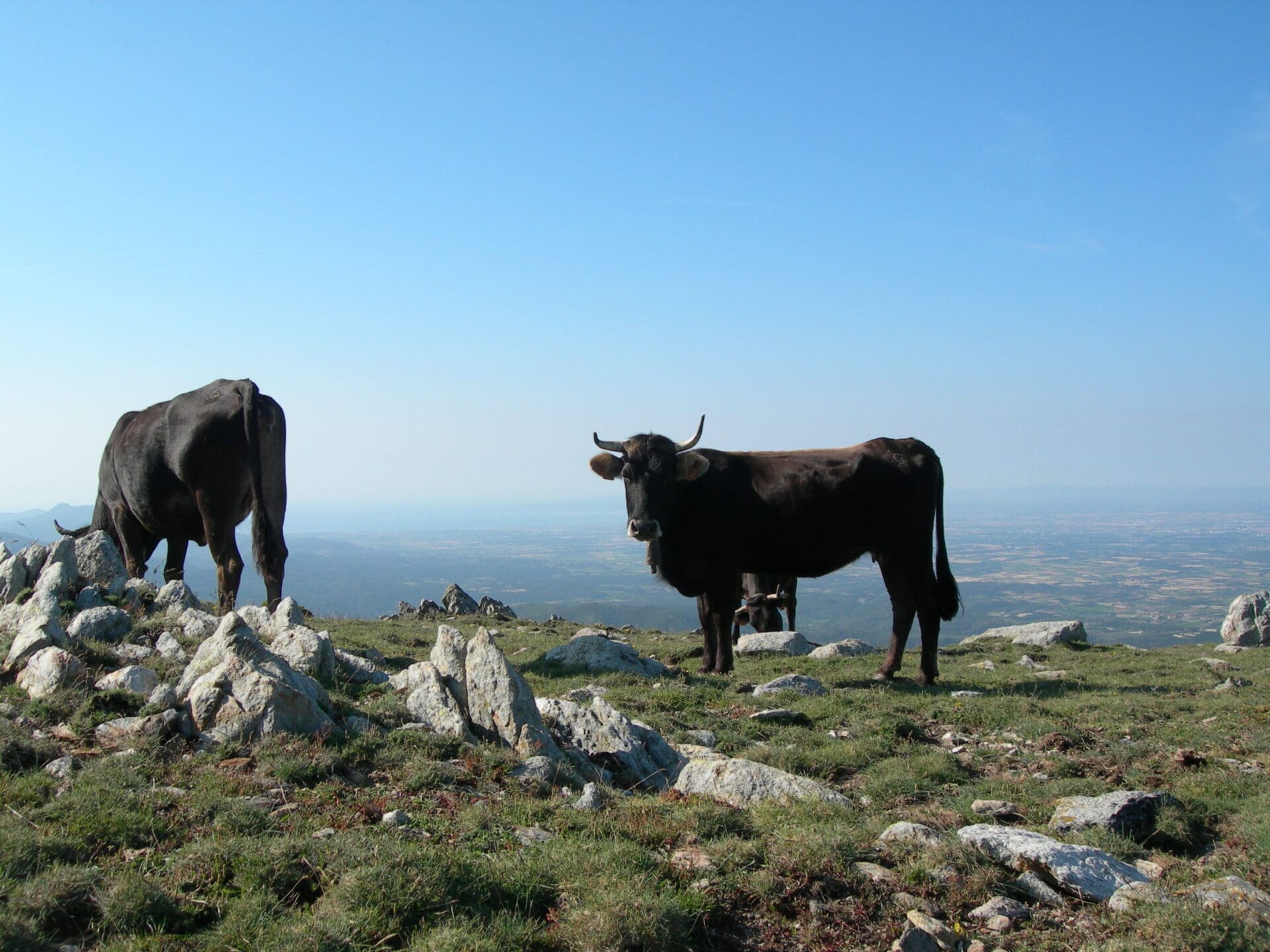 Vaques de l'Albera.