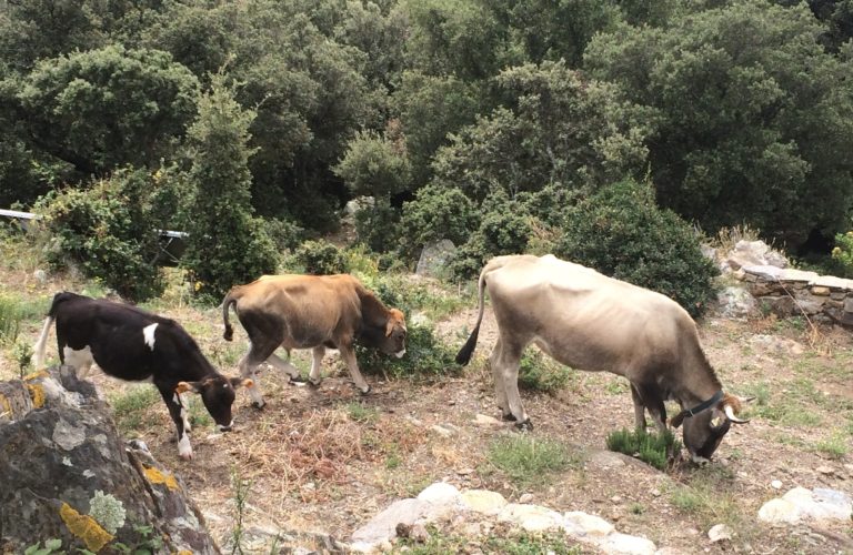 Vacas del Albera pasturando.
