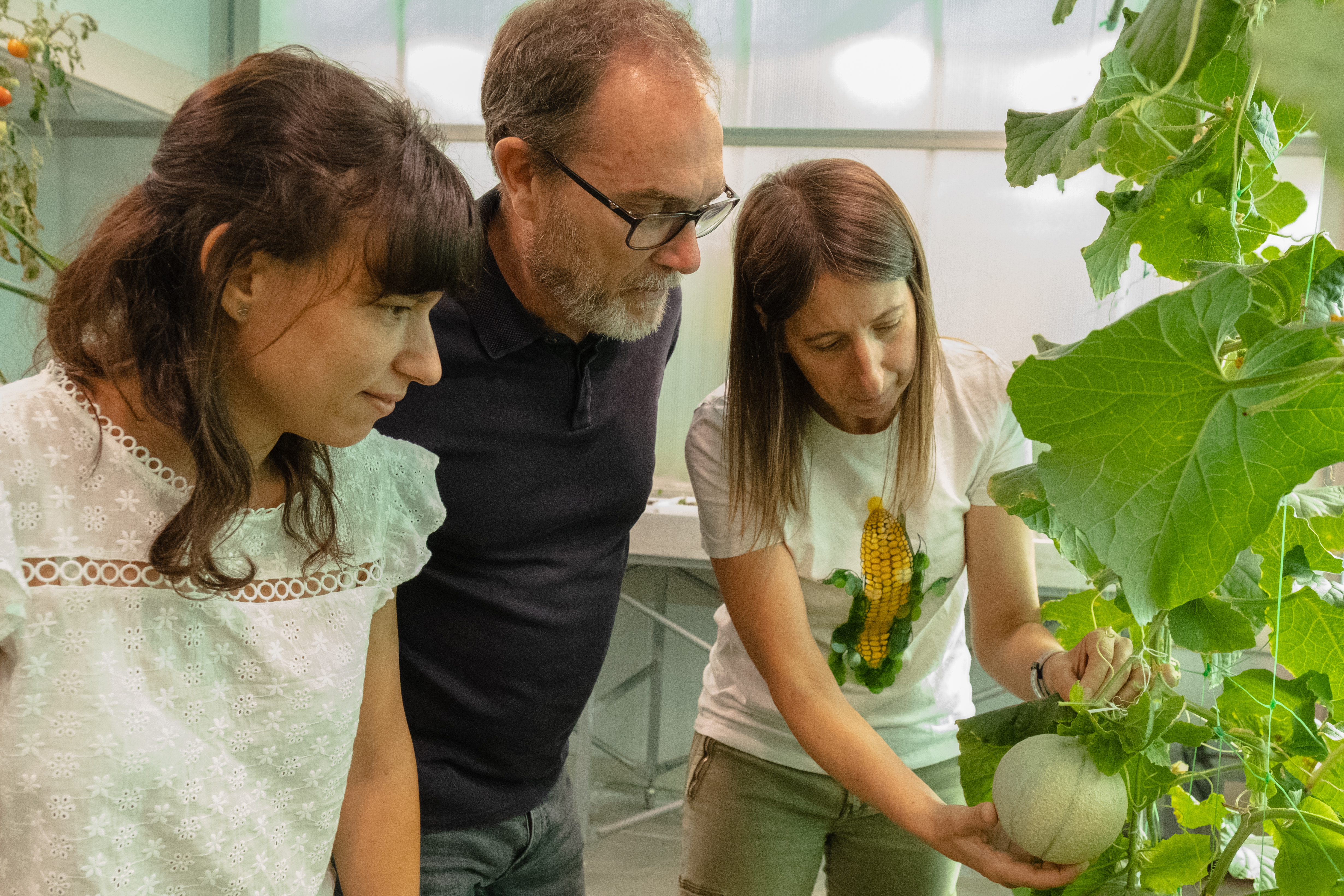 Three genes involved in melon ripening have been identified