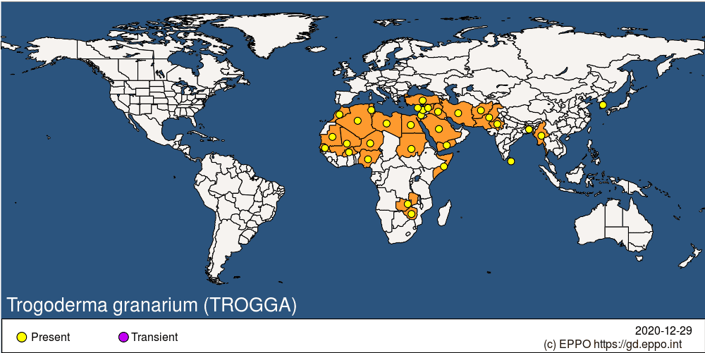 Trogoderma granarum