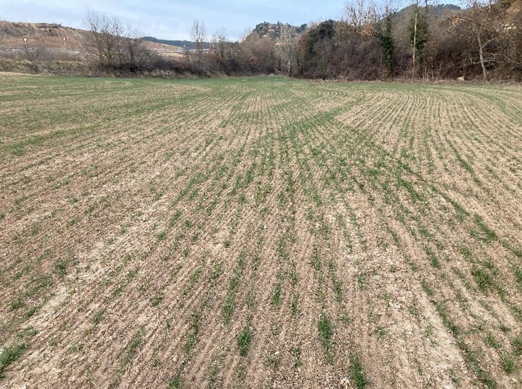 Nacimiento irregular del cultivo de cereales.
