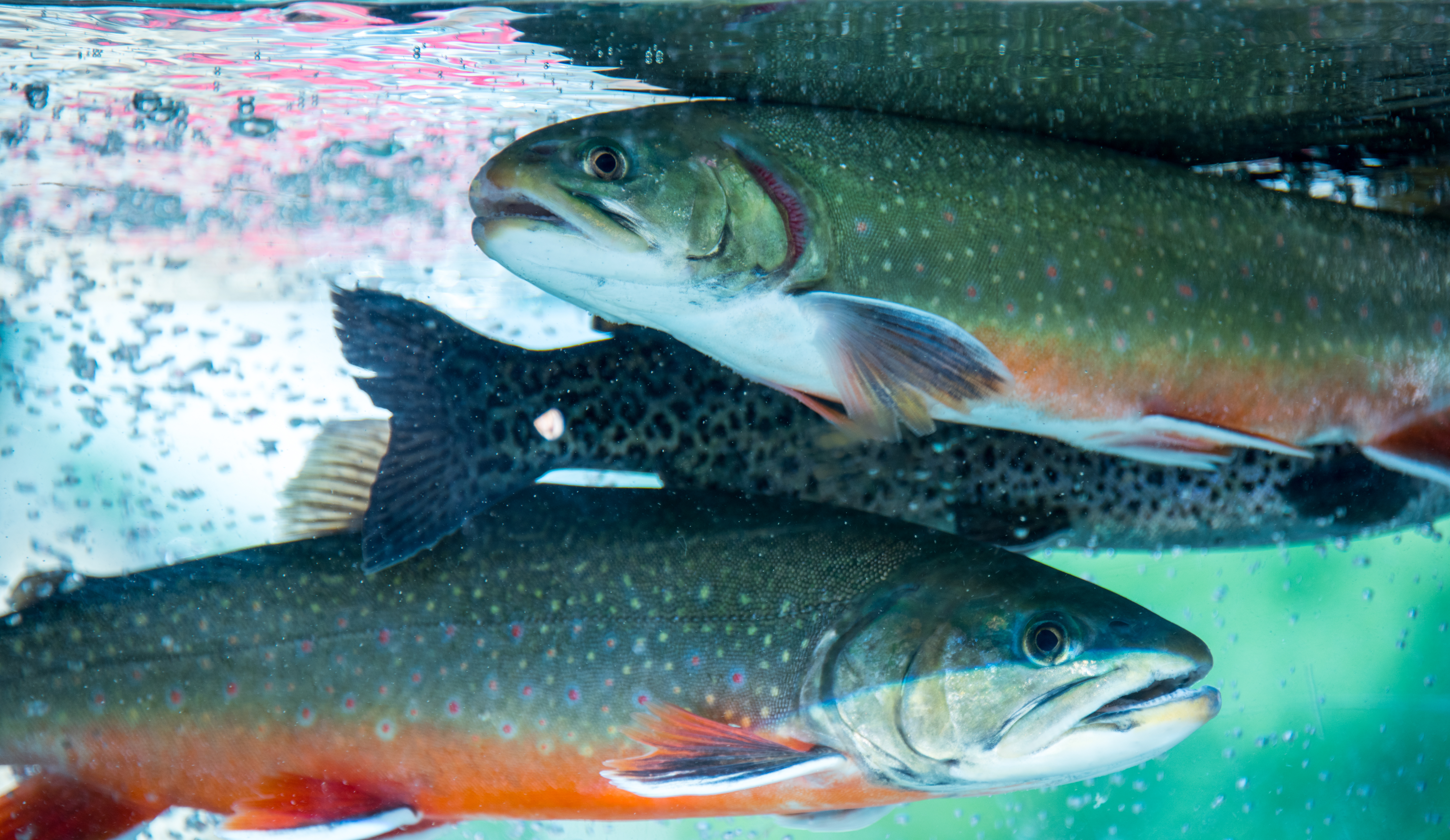  Truita irisada (Oncorhynchus mykiss)