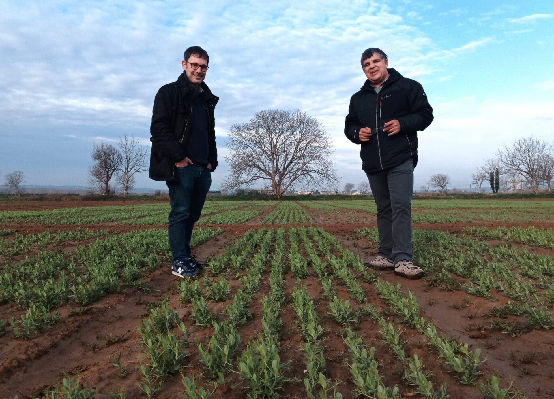 “S’ha investigat molt menys en llegums que en cereals, i cal treballar-hi, perquè el clima està canviant”