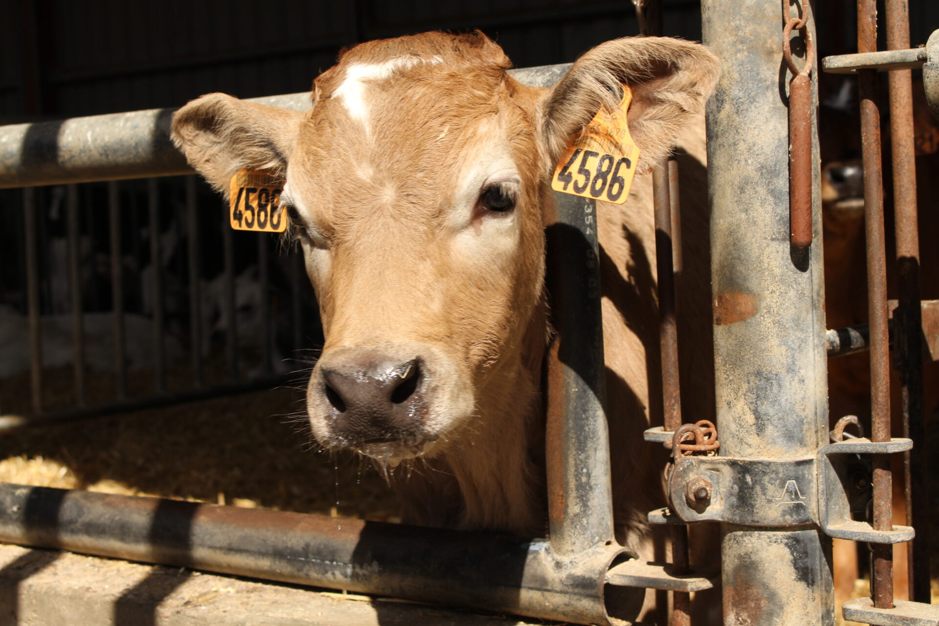 Ajudem el sector a combatre les resistències als antibiòtics en la producció de boví