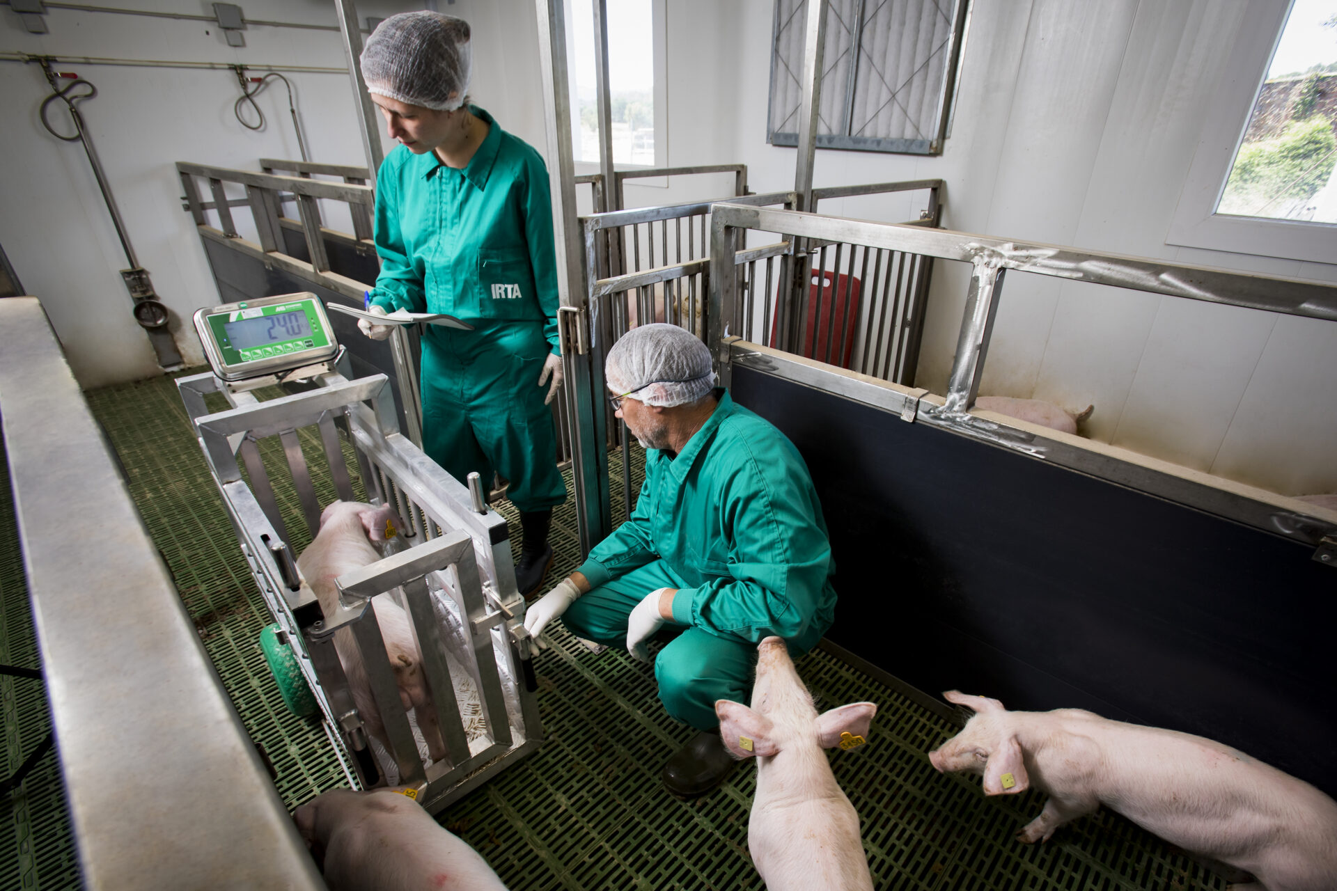 El projecte CLIMPORQ demostra com mitigar l’impacte de la calor estival en la qualitat de la carn de porc