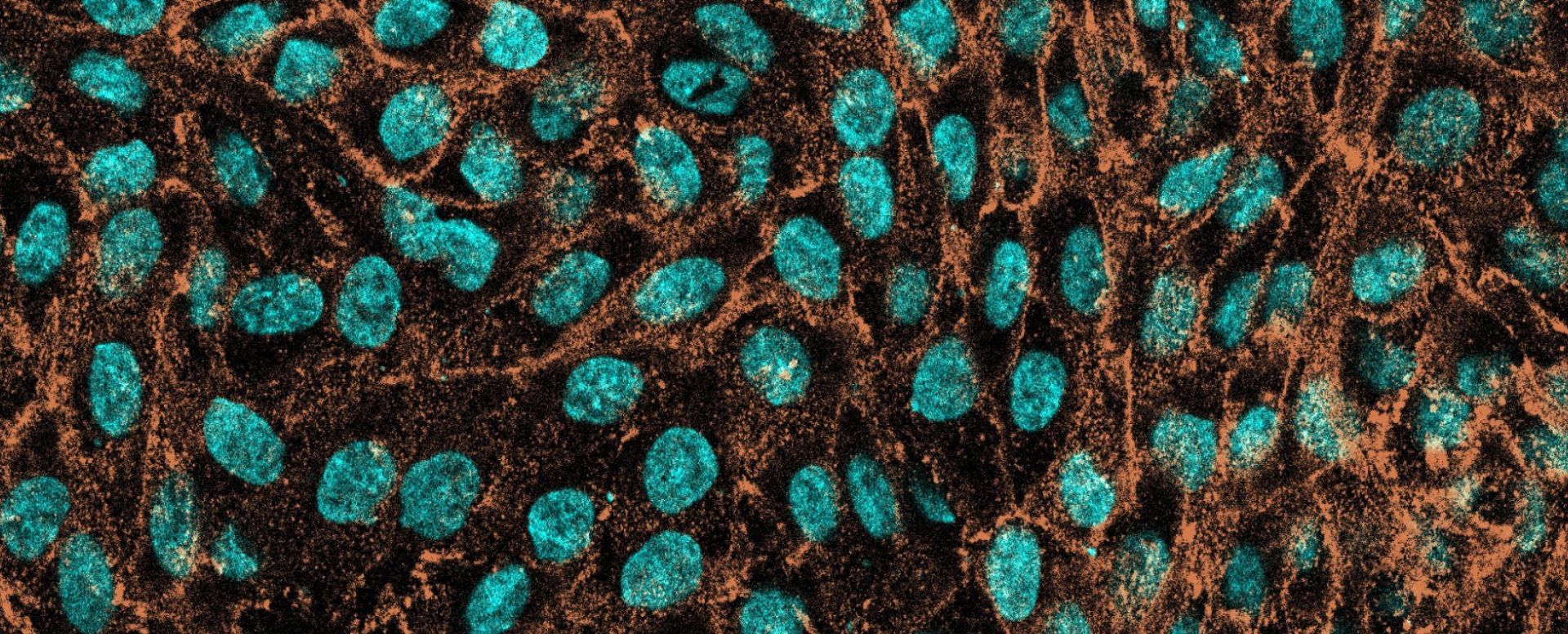 El banc mundial d’organoides de l’IRTA-CReSA, entre els principals avenços científics catalans del 2025