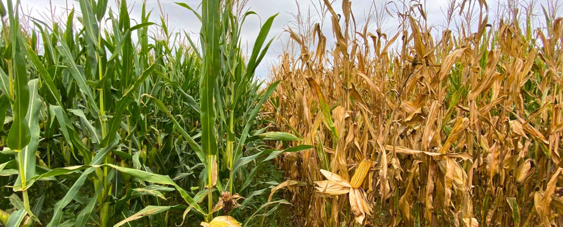 ZEASEC, un projecte per reduir el contingut de micotoxines en blat de moro en episodis de sequera