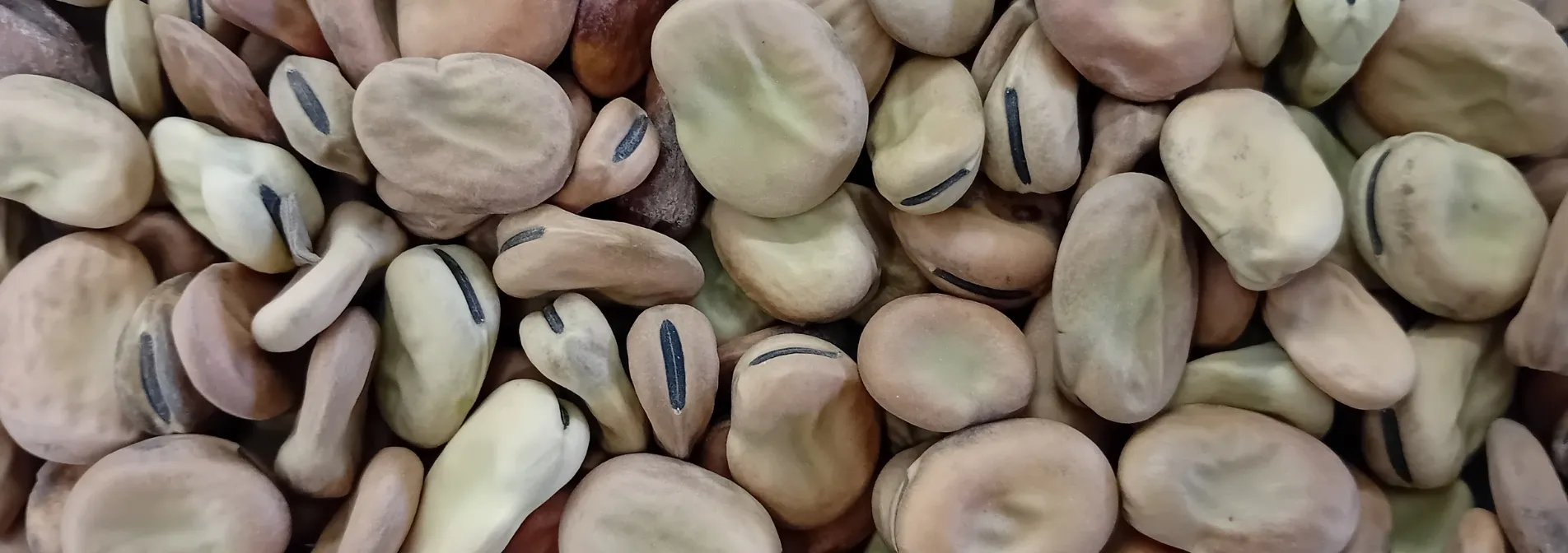 El projecte FAVAPROT confirma el potencial de la fava com a font de proteïna vegetal per a l’alimentació humana