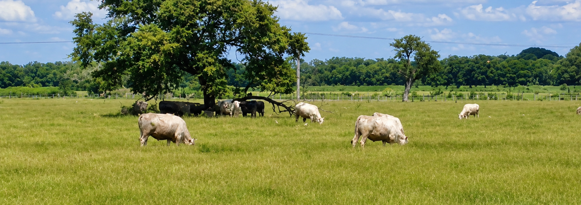 Patrons microbians del rumen, clau per seleccionar les vaques més sostenibles i eficients