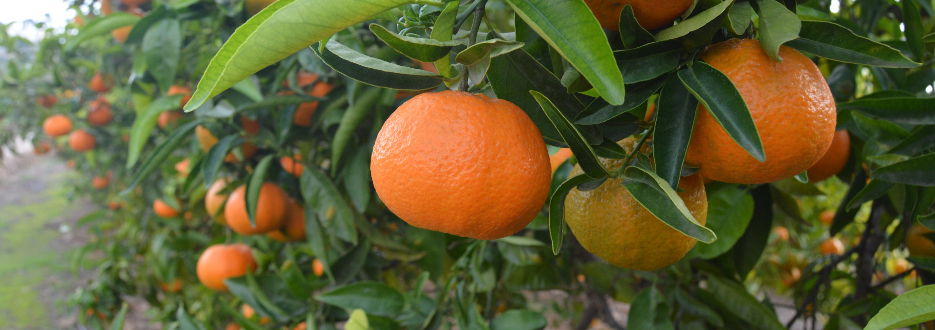 L’IRTA impulsa el projecte CITRUSNET per reduir l’ús de fitosanitaris i obtenir clementines lliures de residus