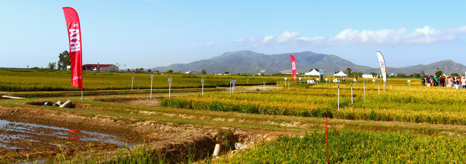 La innovació per adaptar el cultiu al canvi climàtic centra la XXIX Jornada de camp de l’arròs de l’IRTA a Amposta