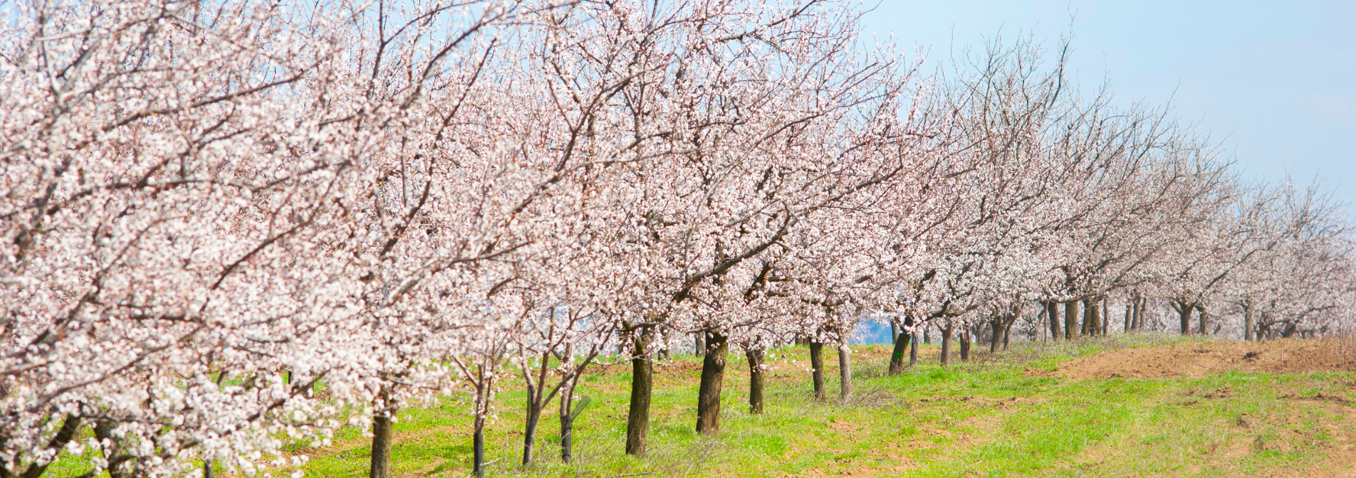 Un sistema de alertas permite optimizar la aplicación de productos fitosanitarios en almendro para el control de la moniliosis