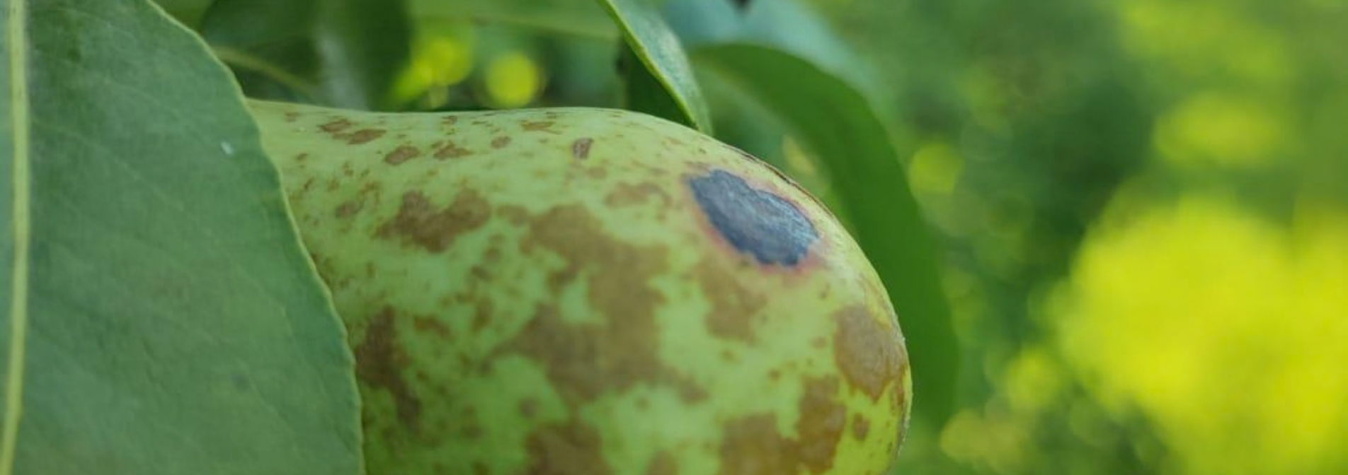 El IRTA y el sector frutícola validan una estrategia que reduce el uso de fitosanitarios contra la mancha marrón del peral