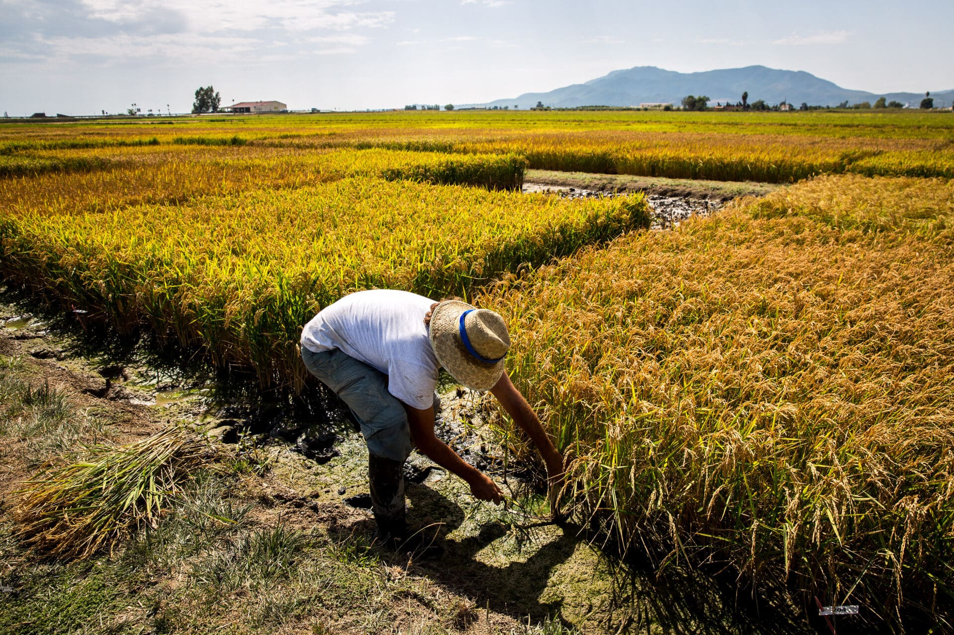 Researcher in the Amposta rice field