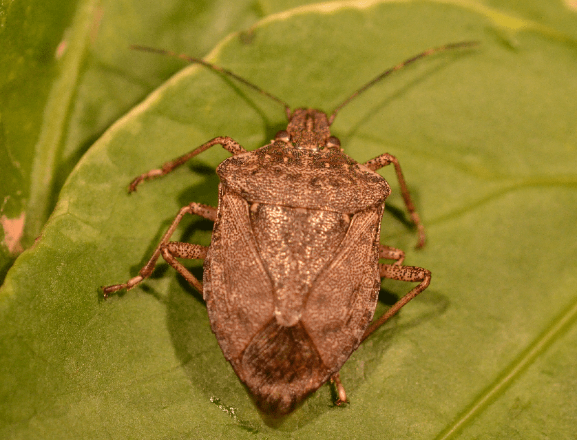 Imatge detall de l'insecte Halyomorpha halys