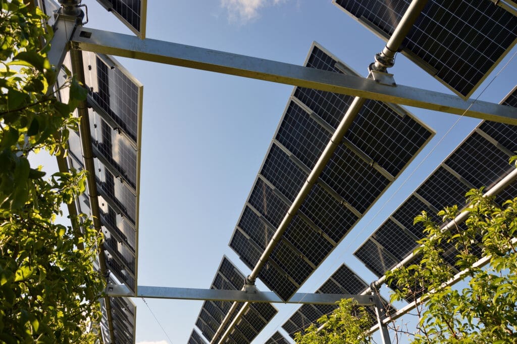 Nou projecte d'agrovoltaica a Catalunya amb vinya, hortícoles, cultius extensius i cítrics