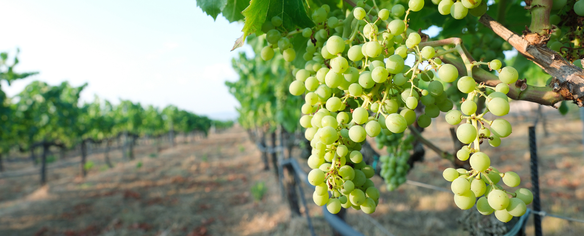 Liderem l’elaboració del pla estratègic del projecte 'Vinyes i Boscos' al Parc de la Serralada Litoral