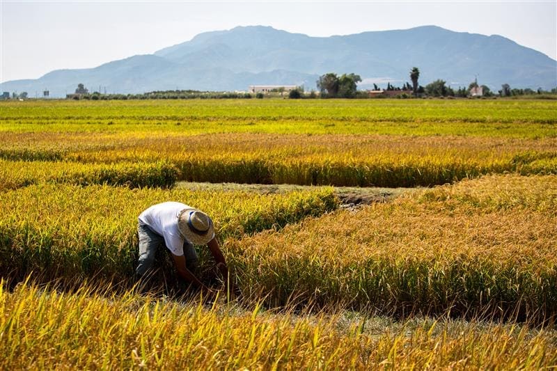 estudi per fer més sostenible el cultiu extensiu de l’arròs al Delta de l’Ebre
